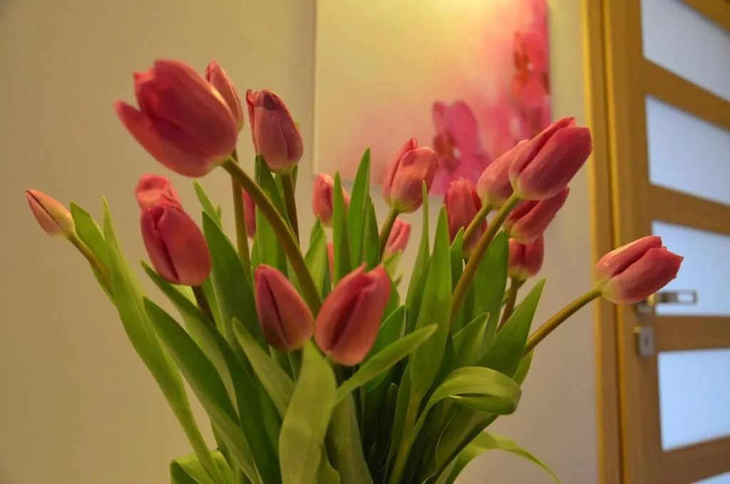 Apartament Orchidea Apartament Warszawa